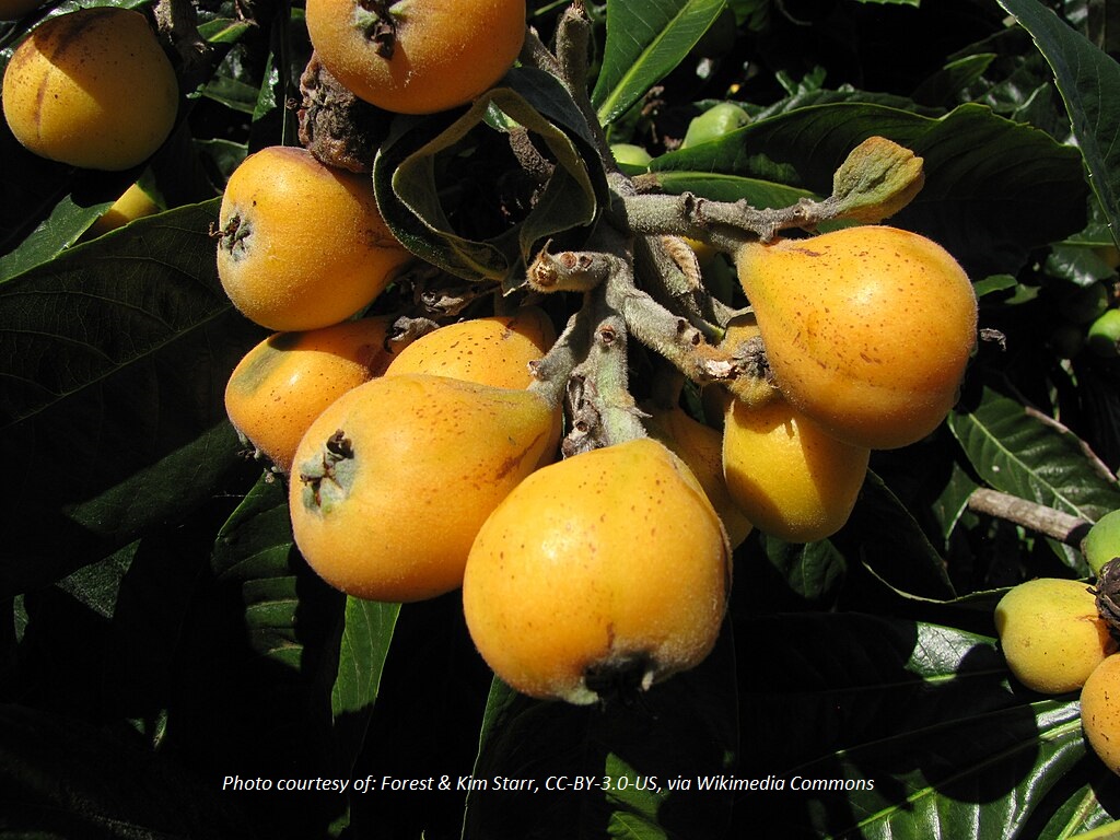 Tree removal program