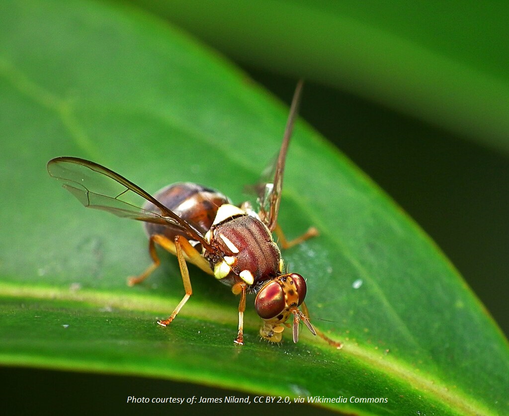 Queensland Fruit Fly