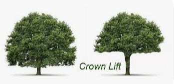 Loquat tree management