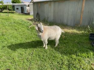 Meet Billy the goat – Koraleigh Fruit fly News
