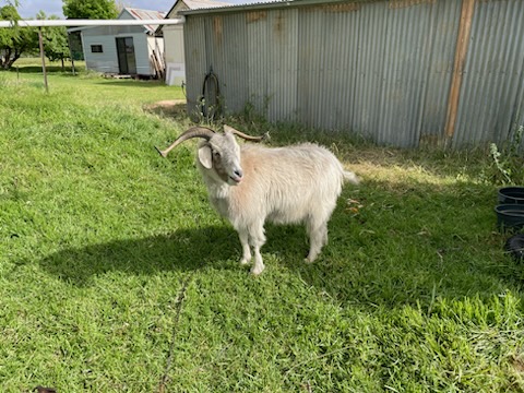 Meet Billy the goat